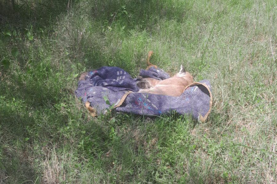 Puma rescatado - Foto URXI