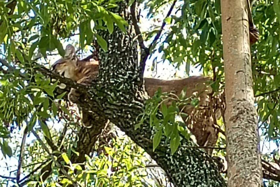 Puma rescatado - Foto URXI