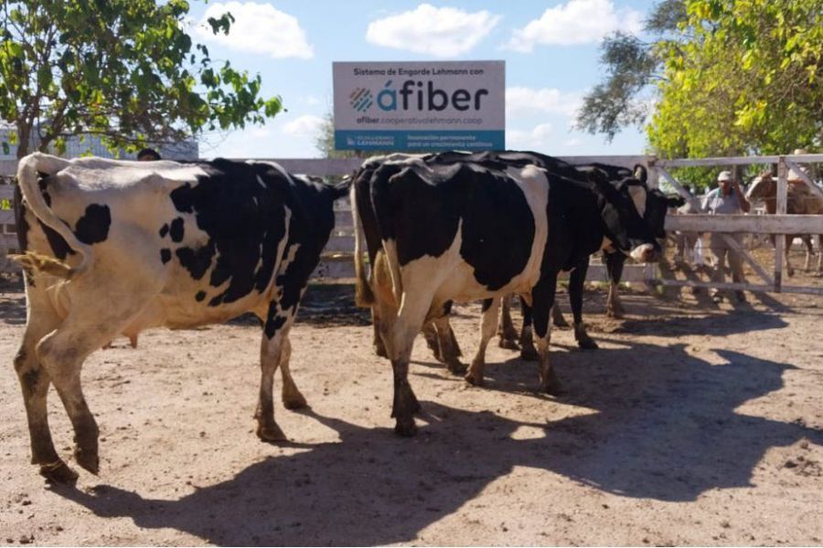 Remate tambero en La Lehmann