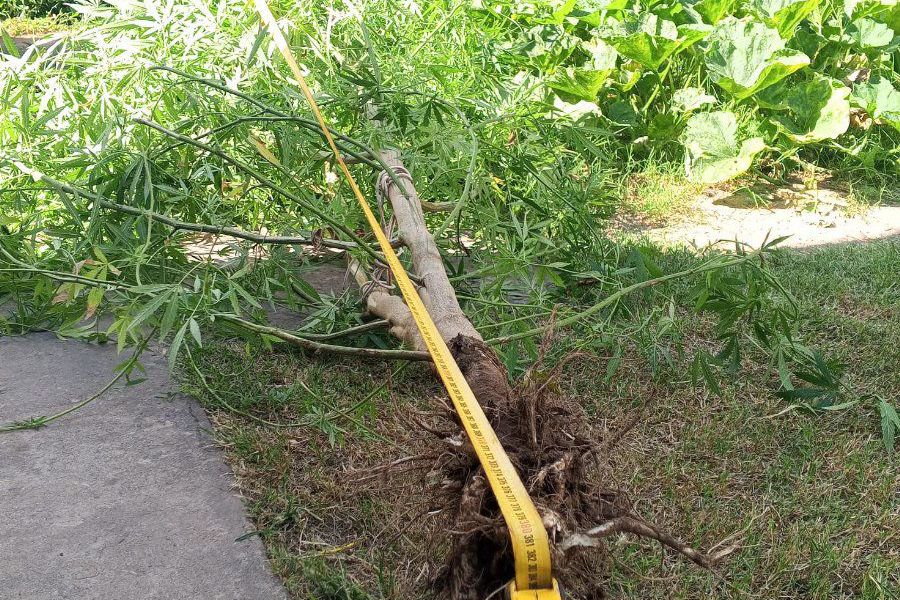 Secuestro de planta - Foto PDI