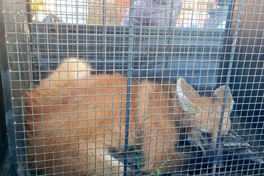 Rescate aguará guazú - Foto URXI