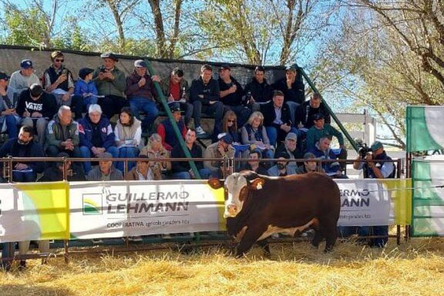 Remate Raza Carne de La Lehamann en La Emilia