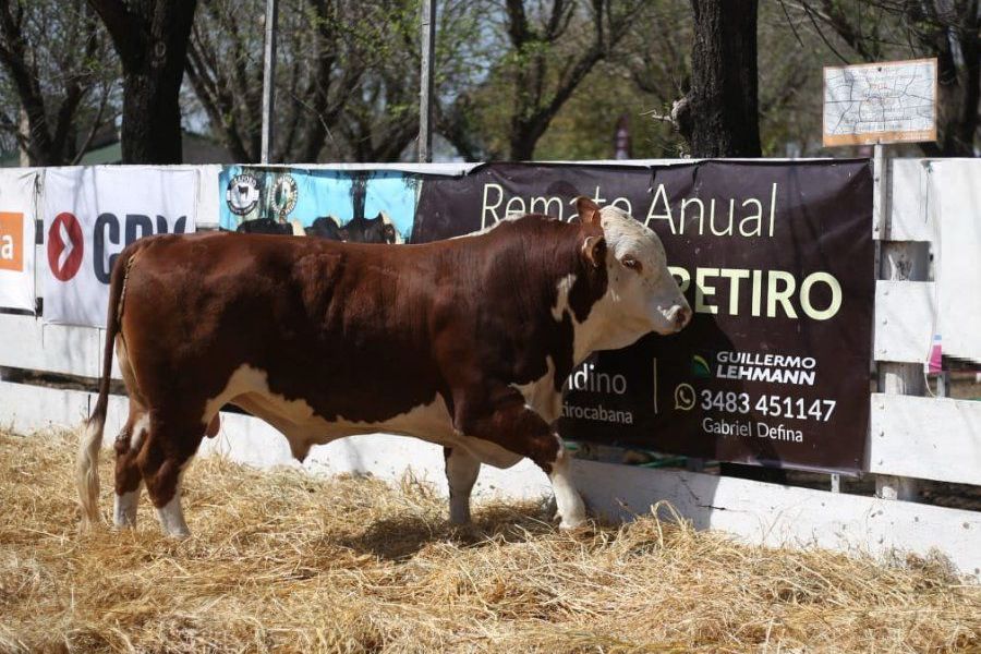 Remate de Raza Carne en La Lehmann