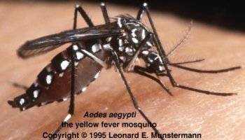 Aedes Aegpti